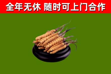 罗山县烟酒回收冬虫夏草.jpg