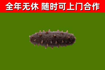罗山县烟酒回收干海参.jpg